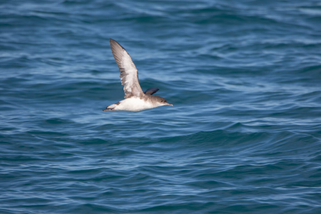 Puffin volage (Puffinus gavia - Fluttering Shearwater)