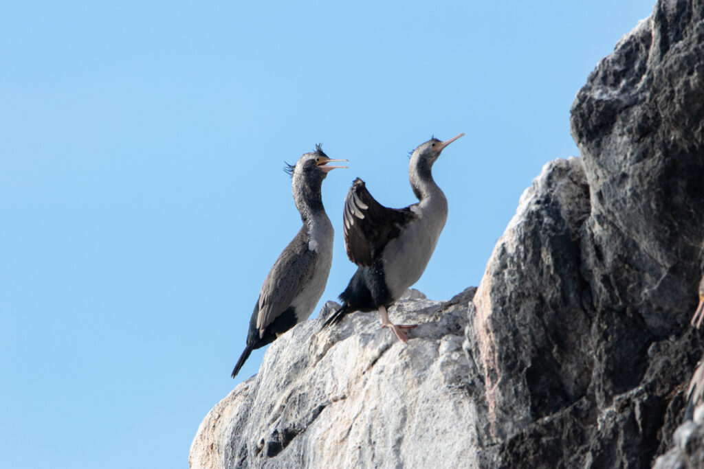 Cormoran moucheté (Phalacrocorax punctatus - Spotted Shag) 3