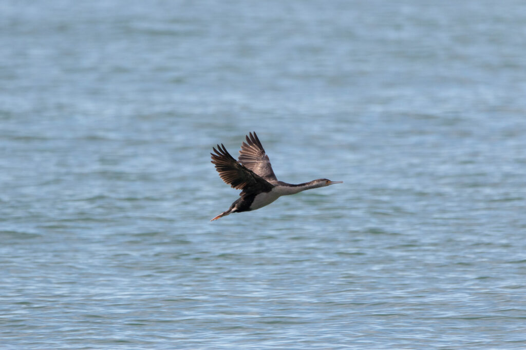 Cormoran moucheté (Phalacrocorax punctatus - Spotted Shag) 2