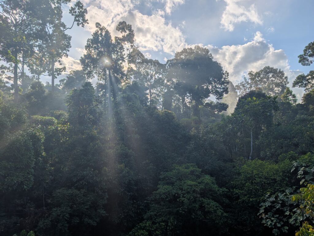 Rainforest Discovery Center