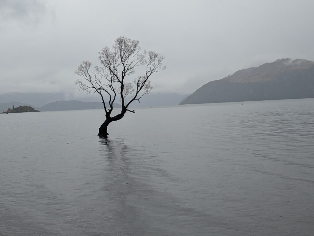 Wanaka Tree - Cloud