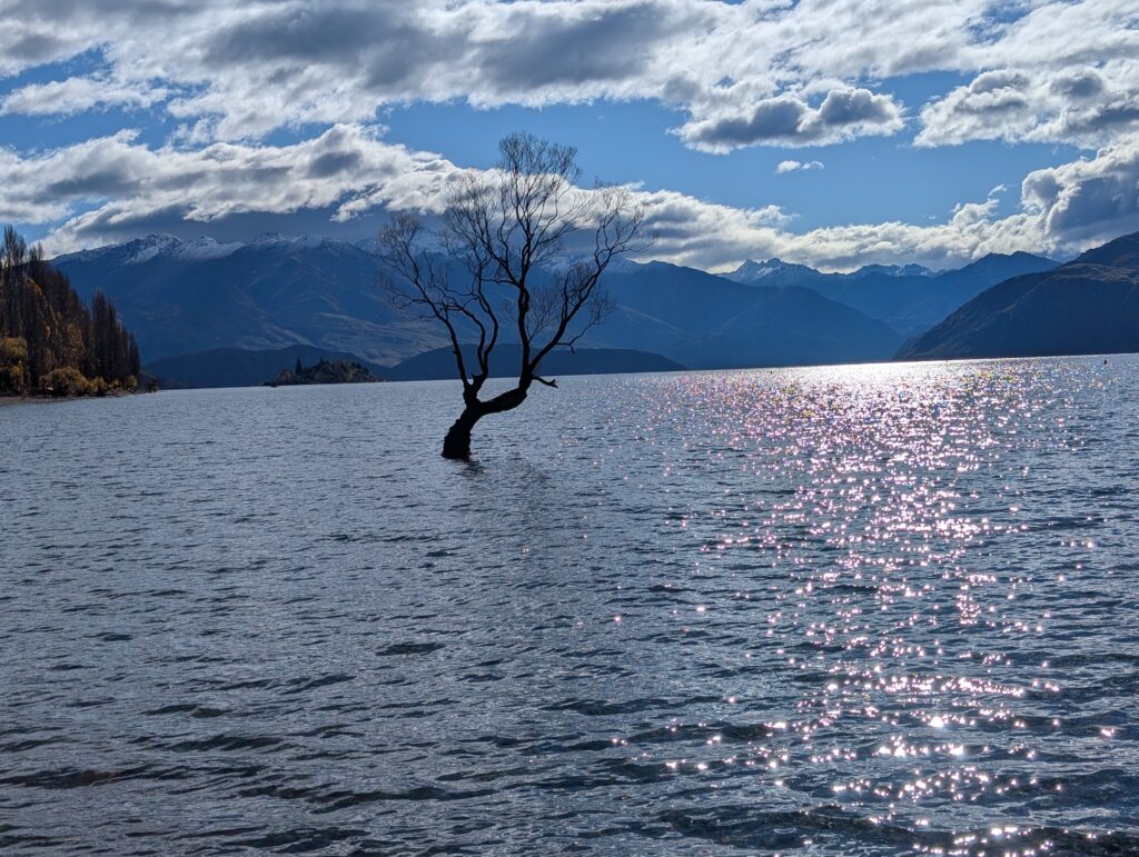 Wanaka Tree - Sun