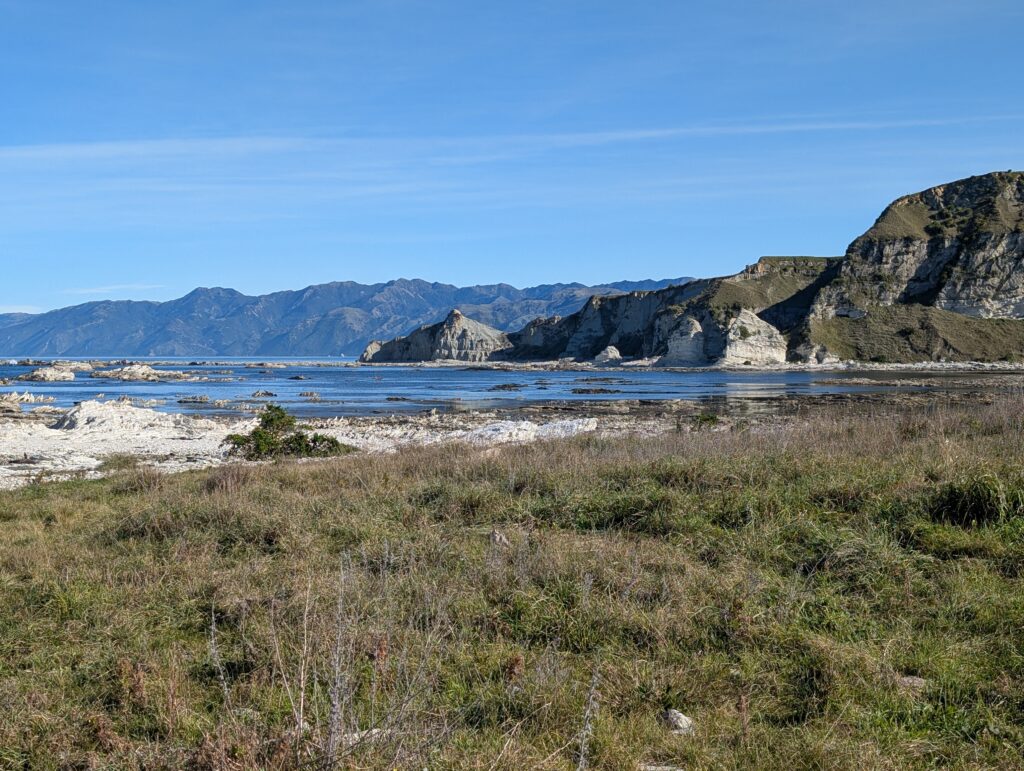 Kaikoura Seal Colony