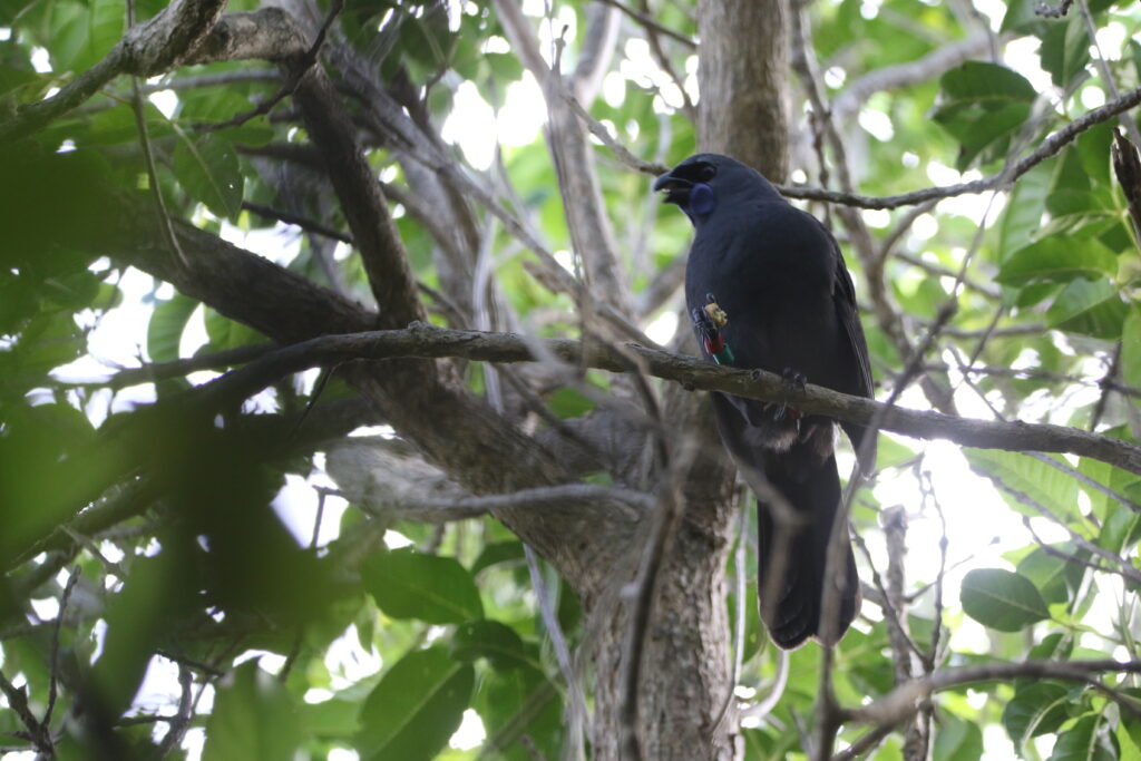 Glaucope de Wilson (Callaeas wilsoni - North Island Kokako)