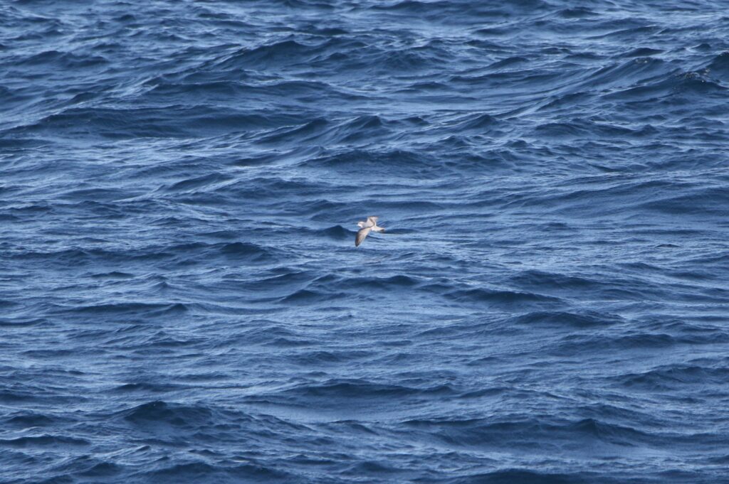 Prion colombes (Pachyptila turtur - Fairy Prion)