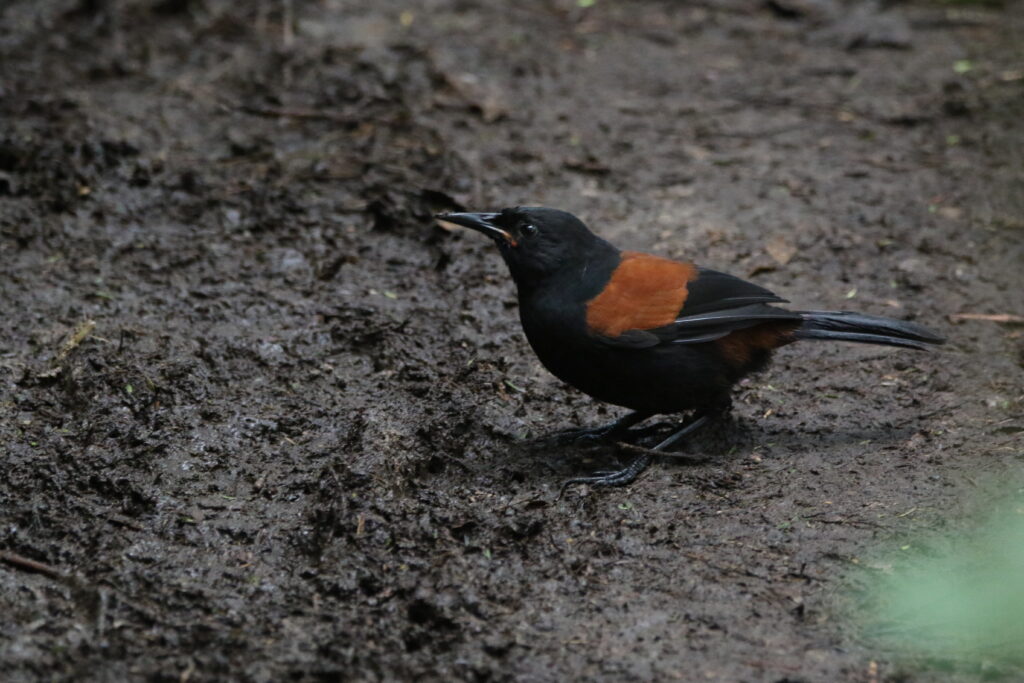 Créadion de Lesson (Philesturnus rufusater - North Island Saddleback) 2