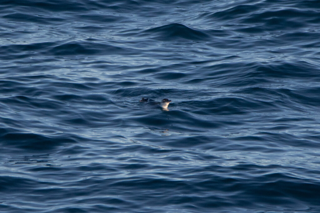 Puffinure plongeur (Pelecanoides urinatrix - Common Diving Petrel)
