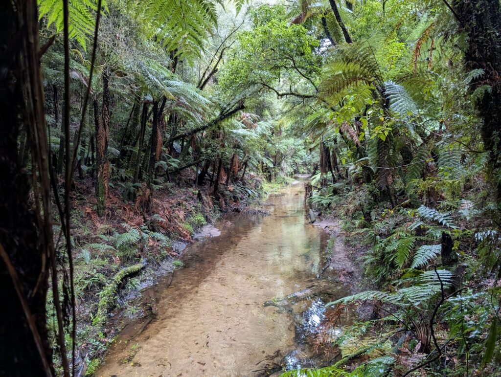 Waipapa Loop Walk