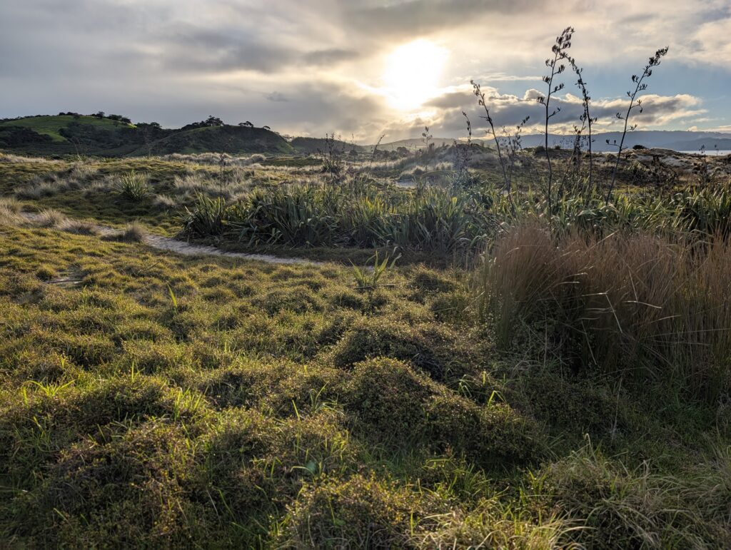 Tawharanui Regional Park