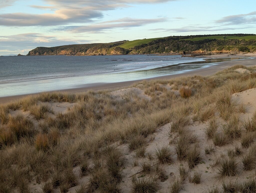 Tawharanui Beach