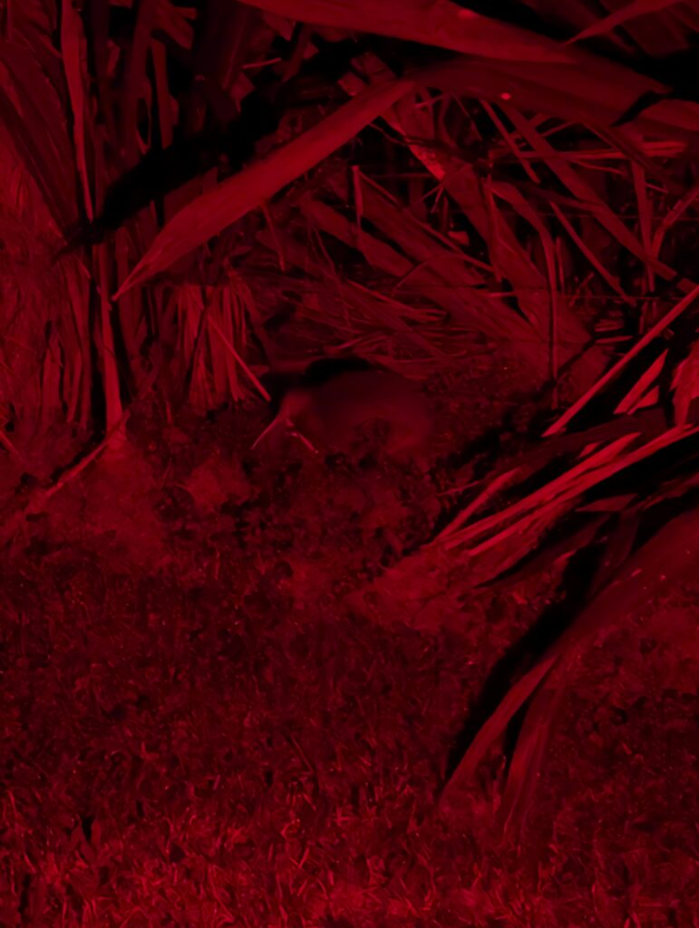 Kiwi de Mantell (Apteryx mantelli - North Island Brown Kiwi)