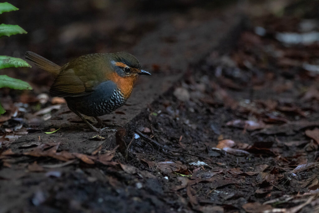 Tourco rougegorge (Scelorchilus rubecula - Chucao Tapaculo) 2