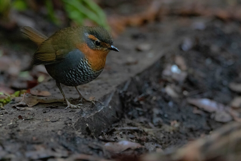 Tourco rougegorge (Scelorchilus rubecula - Chucao Tapaculo)