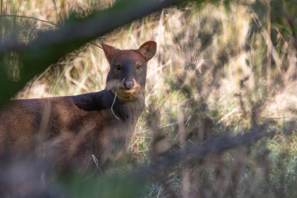 Pudu du Sud (Puda puda - Southern Pudu) 2