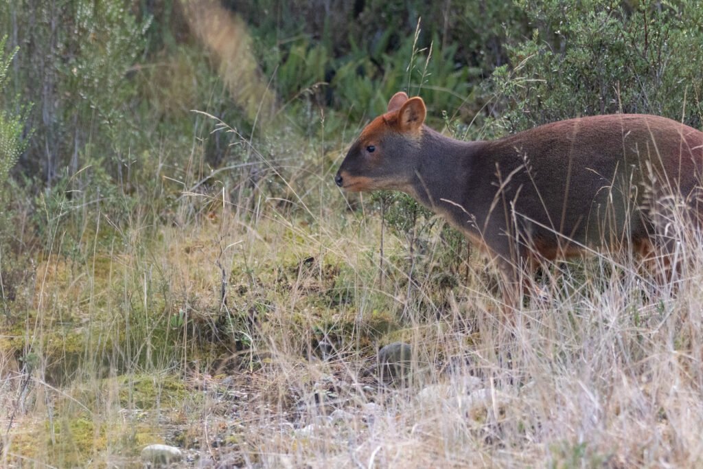 Pudu du Sud (Puda puda - Southern Pudu)