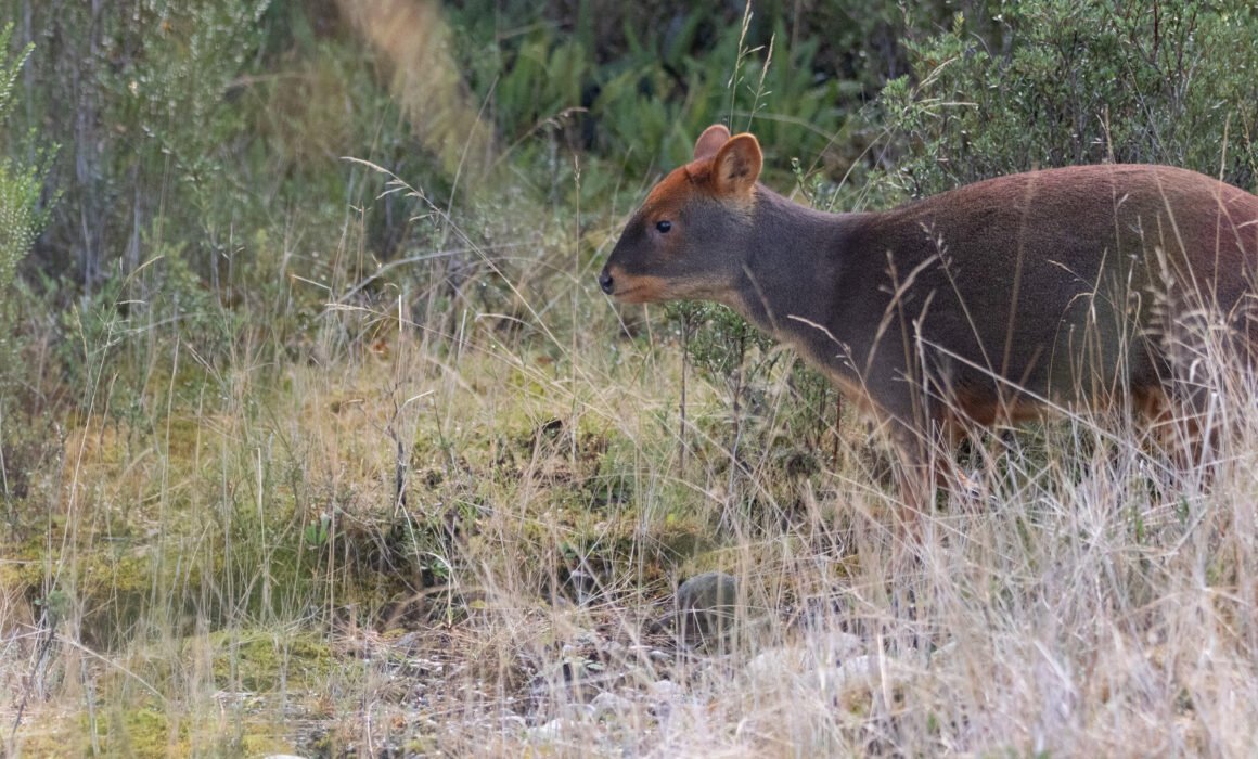 Pudu du Sud (Puda puda - Southern Pudu)