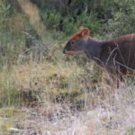Pudu du Sud (Puda puda - Southern Pudu)