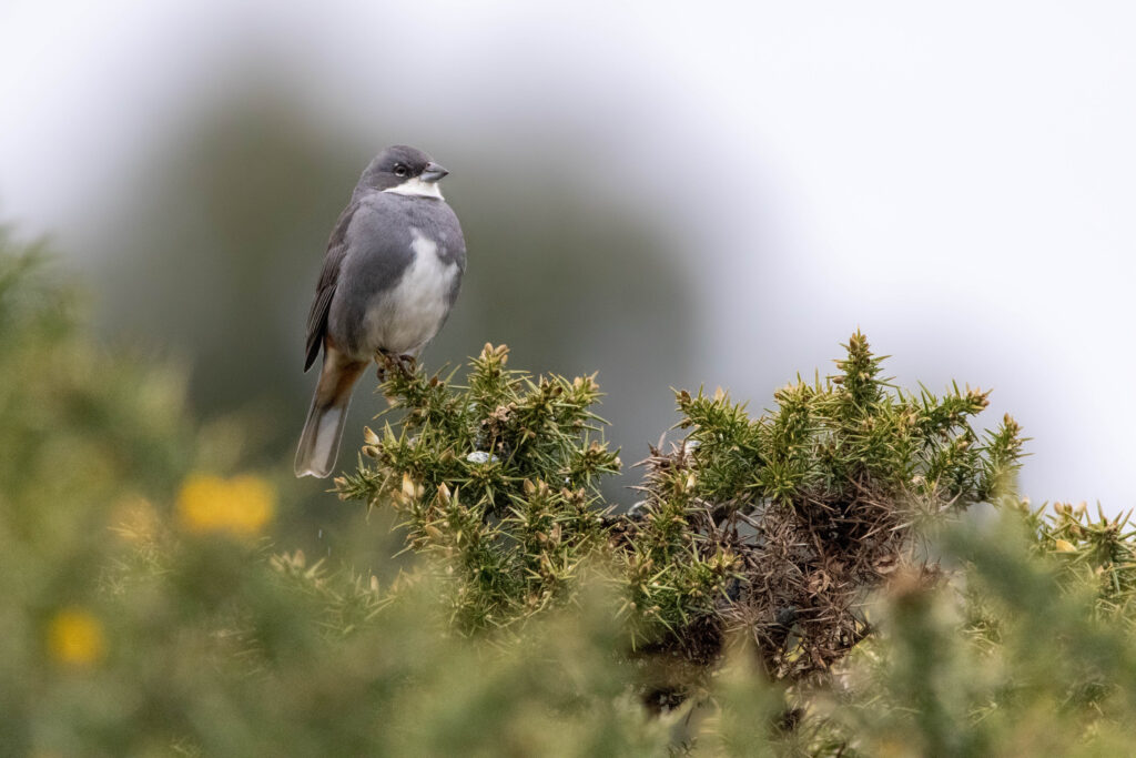 Diuca gris (Diuca diuca - Diuca Finch)
