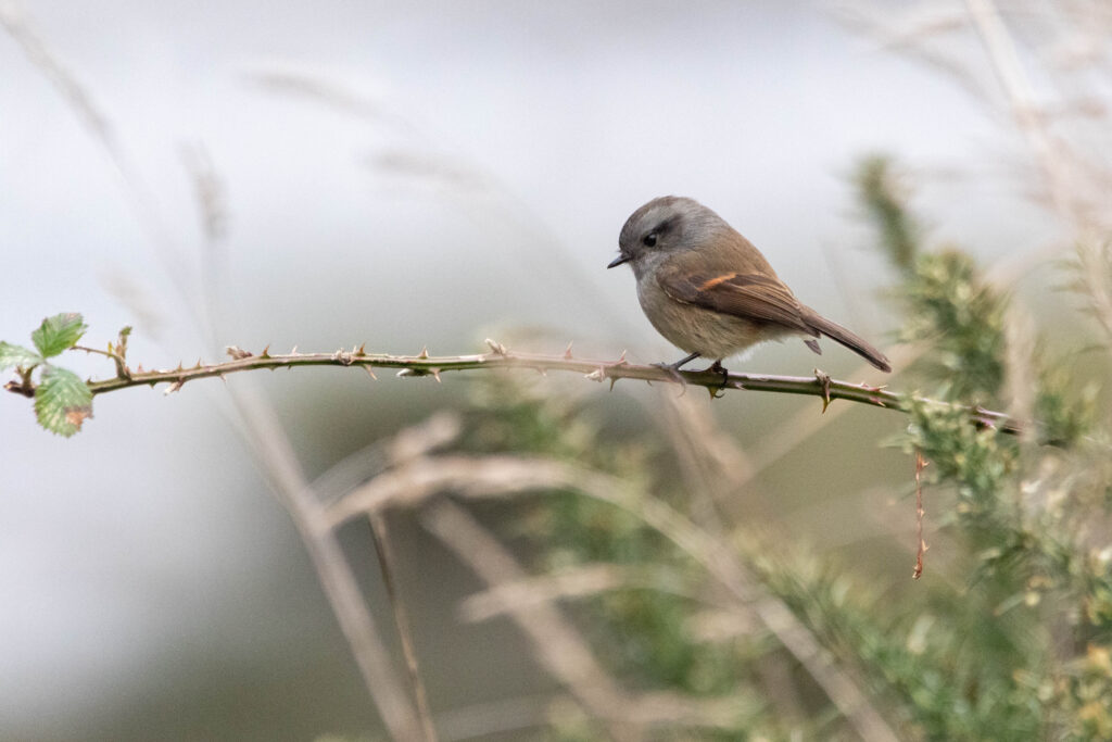 Pitajo de Patagonie (Colorhamphus parvirostris - Patagonian Tyrant)