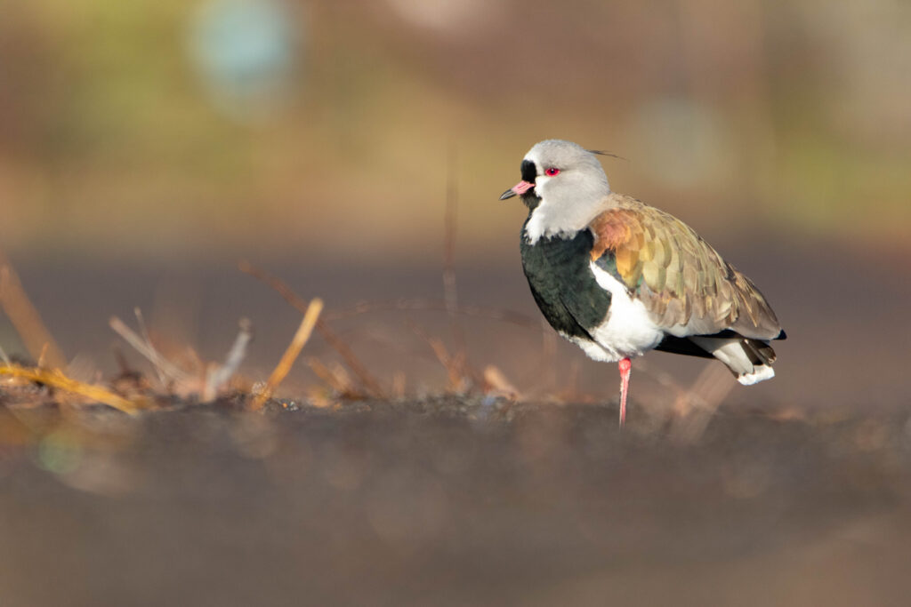 Vanneau téro (Vanellus chilensis - Southern Lapwing 5