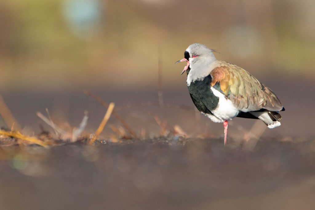 Vanneau téro (Vanellus chilensis - Southern Lapwing 4