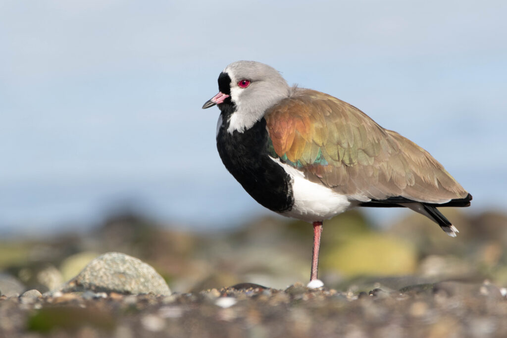 Vanneau téro (Vanellus chilensis - Southern Lapwing 2