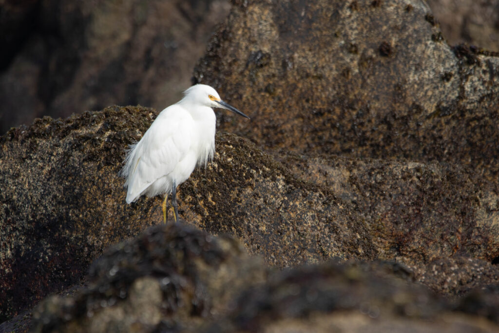 Aigrette neigeuse (Egretta thula - Snowy Egret)