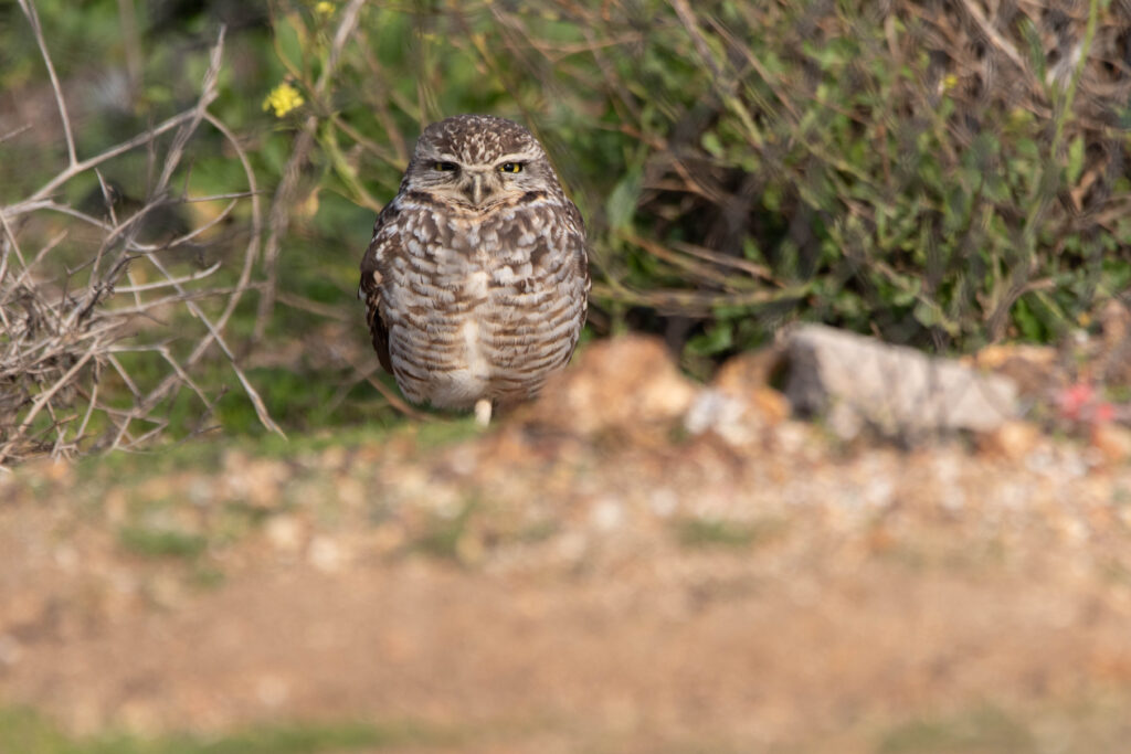 Chevêche des terriers (Athene cunicularia - Burrowing Owl)
