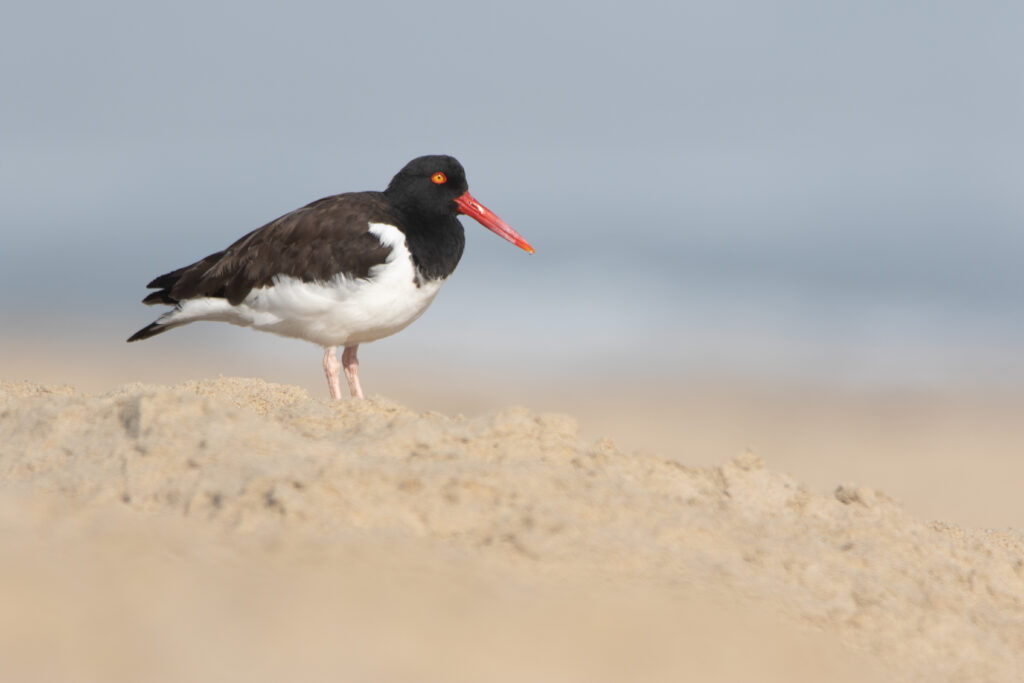 Huîtrier d'Amérique (Haematopus palliatus - American Oystercatcher)