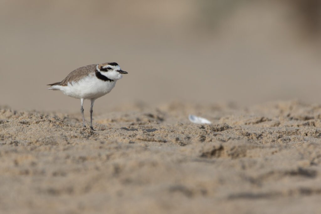 Gravelot neigeux (Anarhynchus nivosus - Snowy Plover) 10