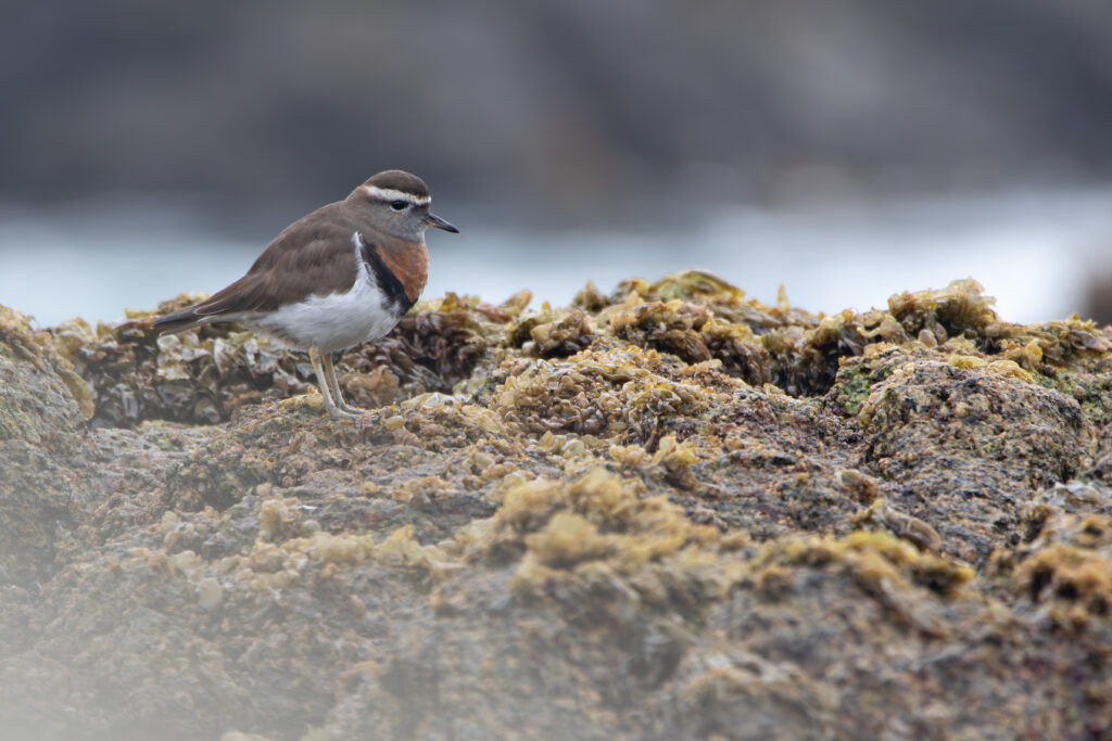 Pluvier de d'Urville (Zonibyx modestus - Rufous-chested Dotterel) 4