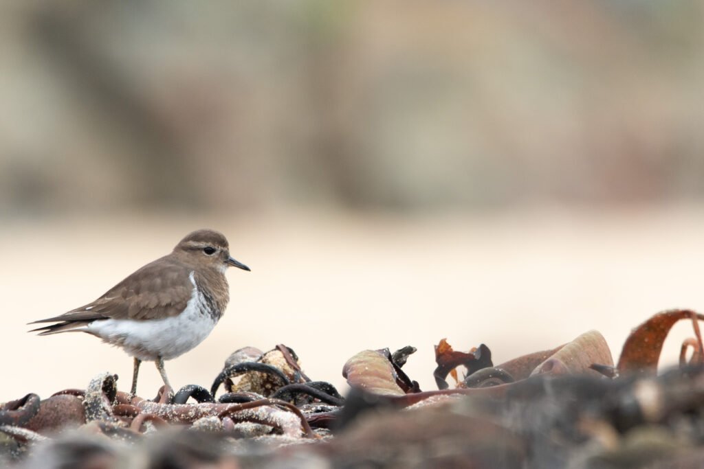 Pluvier de d'Urville (Zonibyx modestus - Rufous-chested Dotterel) 3