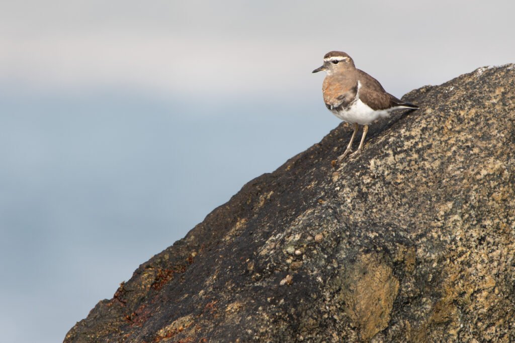 Pluvier de d'Urville (Zonibyx modestus - Rufous-chested Dotterel)