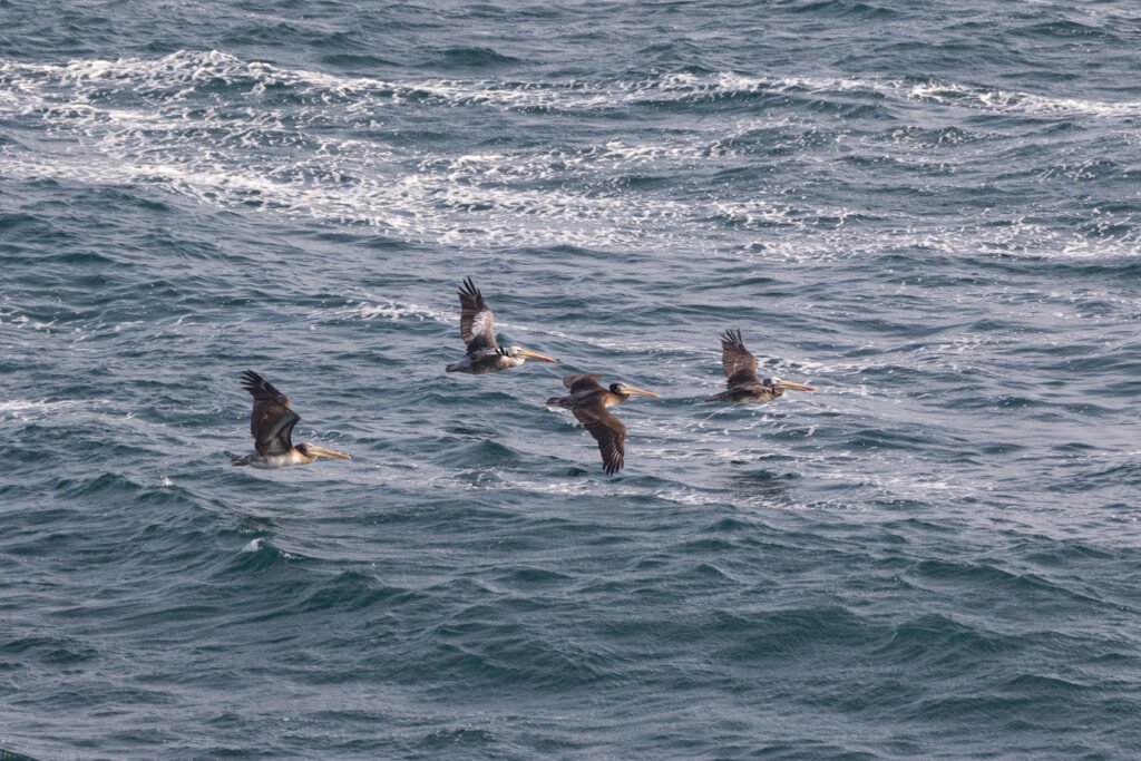 Pélicans thage (Pelecanus thagus - Peruvian Pelican)