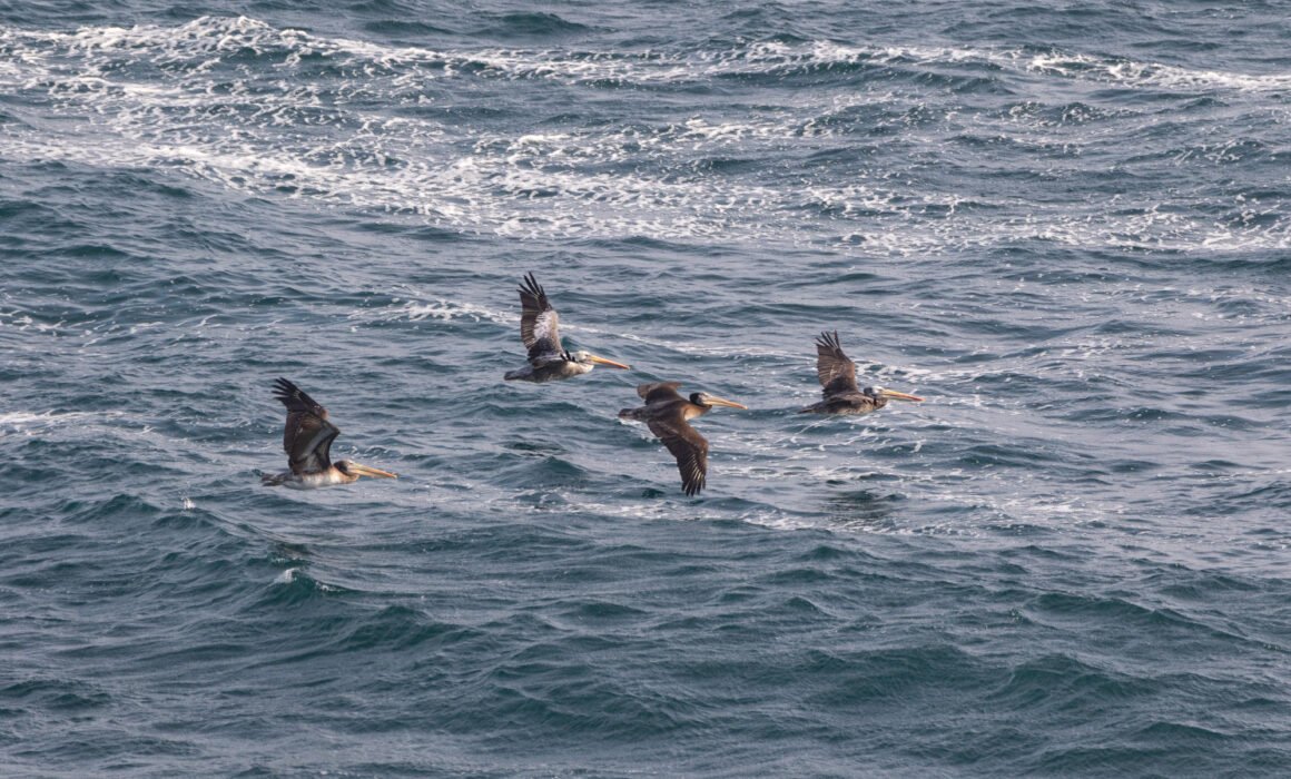 Pélicans thage (Pelecanus thagus - Peruvian Pelican)
