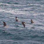 Pélicans thage (Pelecanus thagus - Peruvian Pelican)
