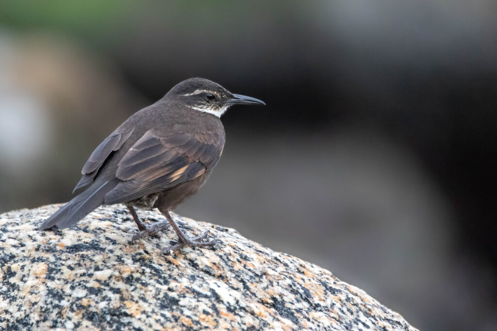 Cinclode du ressac (Cinclodes nigrofumosus - Chilean Seaside Cinclodes)
