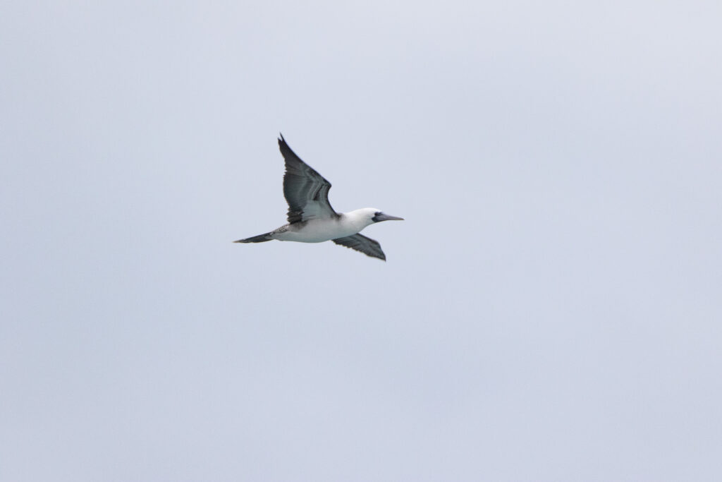 Fou varié (Sula variegata - Peruvian Booby)