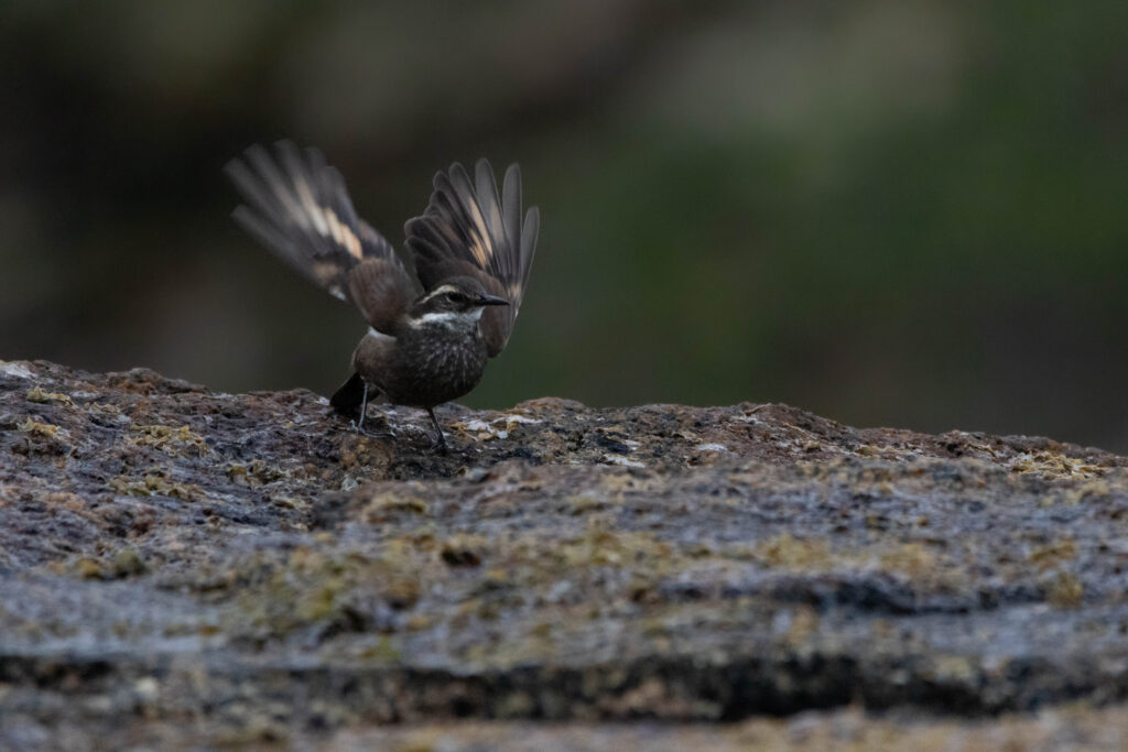 Cinclode à ventre sombre (Cinclodes patagonicus - Dark-bellied Cinclodes) 6