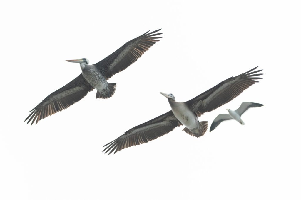 Pélican thage (Pelecanus thagus - Peruvian Pelican) 2