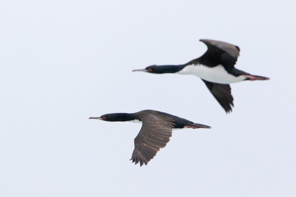 Cormoran de Bougainville (Leucocarbo bougainvilliorum - Guanay Cormorant)