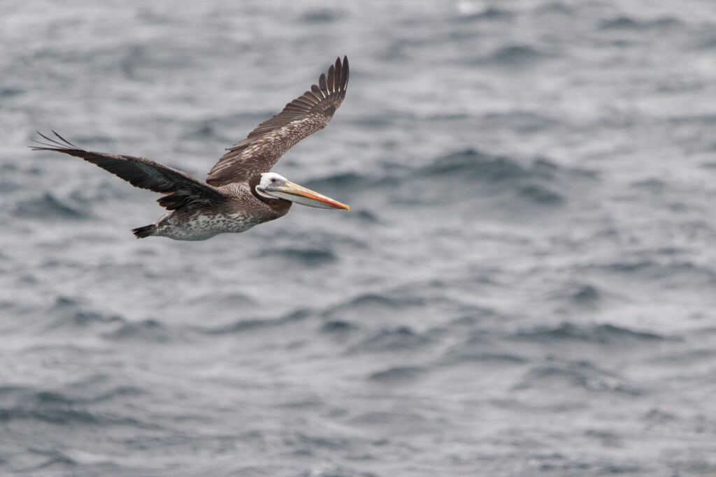 Pélican thage (Pelecanus thagus - Peruvian Pelican) 3