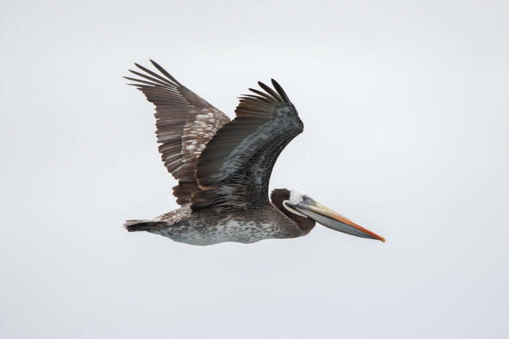 Pélican thage (Pelecanus thagus - Peruvian Pelican) vol