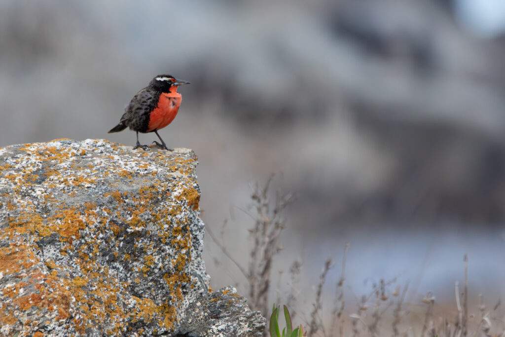 Sturnelle australe (Leistes loyca - Long-tailed Meadowlark) 3