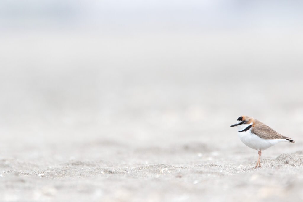 Gravelot d'Azara (Anarhynchus collaris - Collared Plover) - Chili