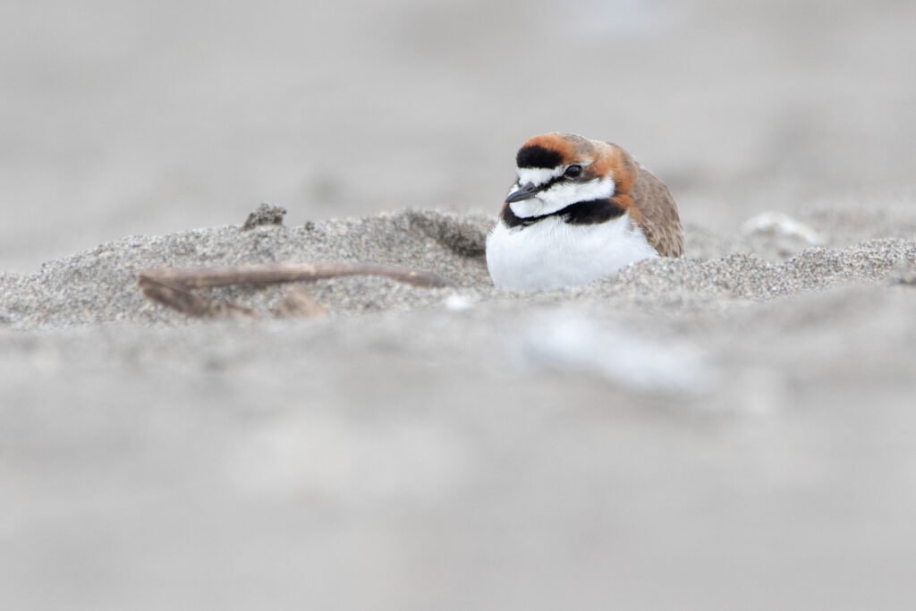 Gravelot d'Azara (Anarhynchus collaris - Collared Plover)