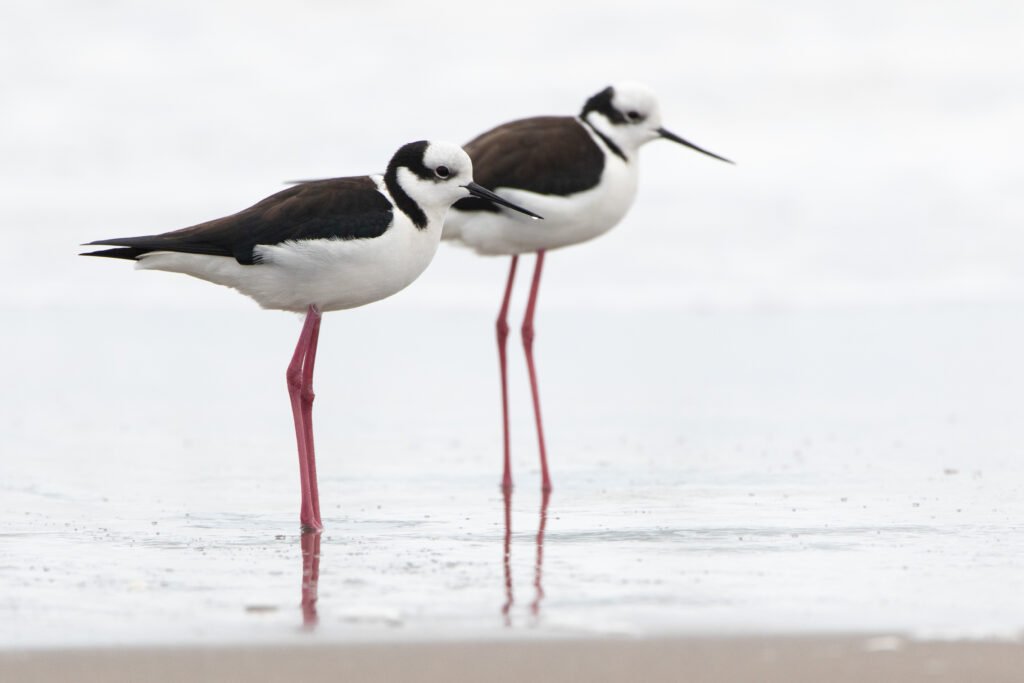 Echasse d'Amérique (Himantopus mexicanus - Black-necked Stilt) 8