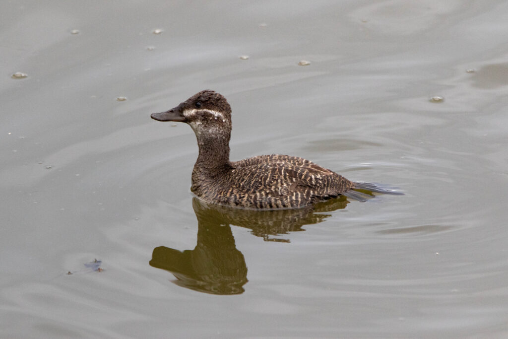 Erismature ornée (Oxyura vittata - Lake Duck)