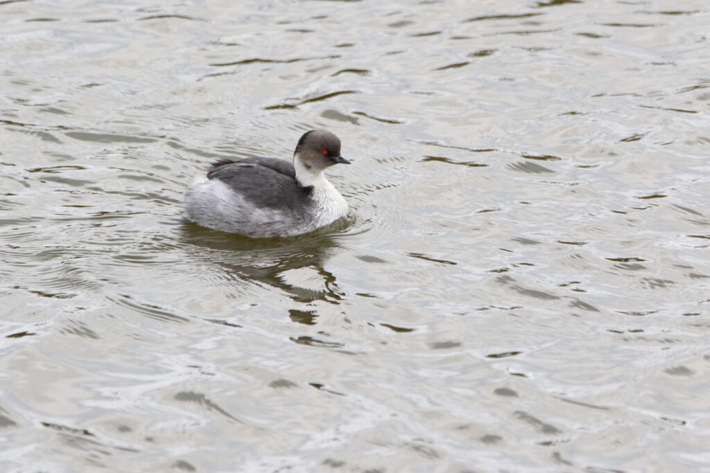 Grèbe aux belles joues (Podiceps occipitalis - Silvery Grebe)