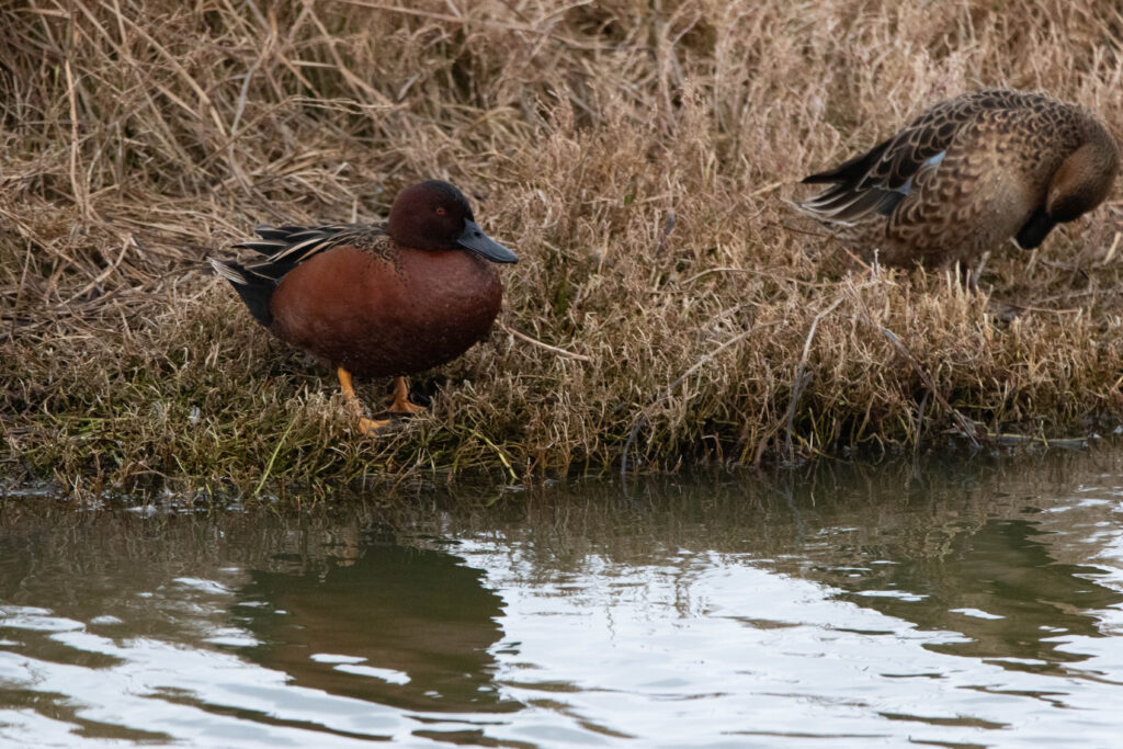 Sarcelle cannelle (Spatula cyanoptera - Cinnamon Teal)